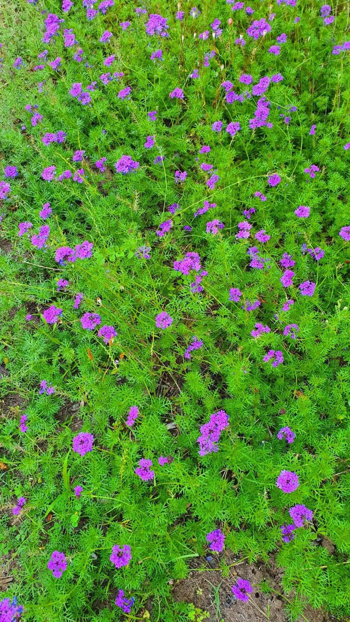 Flora Pansiyon Çıralı - Image 4